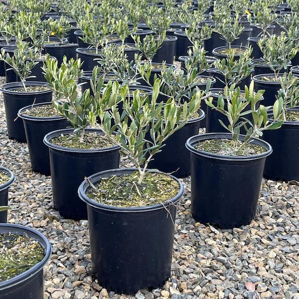 Alder & Oak #2 Container 'Arbequina' Olive Tree