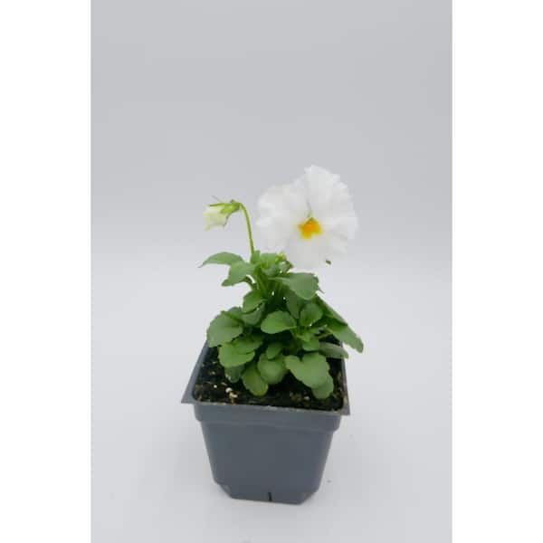 BELL NURSERY 4 in. White Pansy Annual Live Plant with White Flowers (8-Pack)
