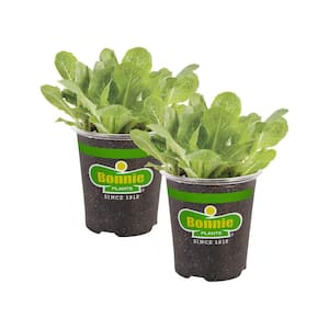 19 oz. Green Romaine Lettuce Plant (2-Pack)