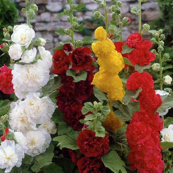 VAN ZYVERDEN Hollyhocks Mixed Roots (Set of 3)