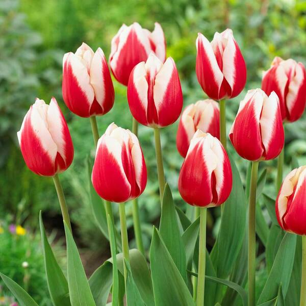 Garden State Bulb 12/+ cm, Markant Triumph Tulip Flower Bulbs (Bag of 100)