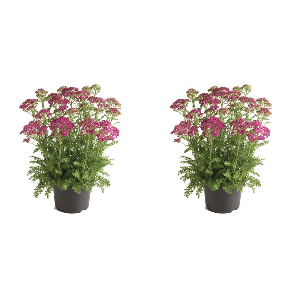 2.5 qt. Achillea Milly Rock Rose Perennial Plant with Pink Flowers -( 2-Pac