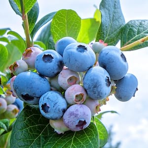 Hello Darlin Blueberry Bush 2.5 Quart Full Sun Live Outdoor Plant Deciduous Fruit-Bearing Shrub 