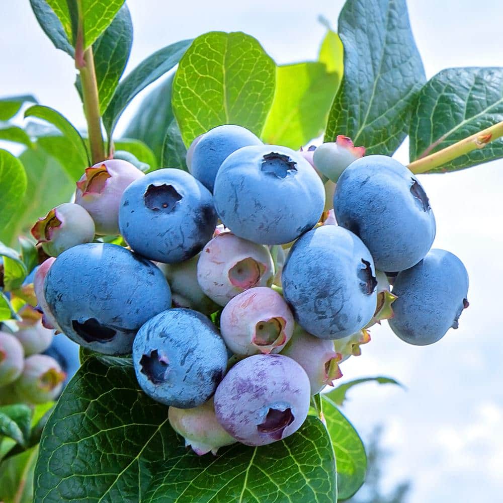 1 Gal. Powder Blule Rabbiteye Blueberry Plant BLUPOW01G - The Home