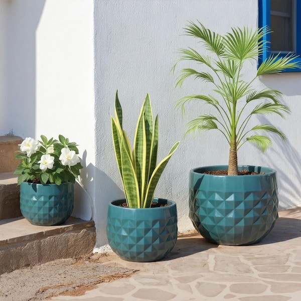 pineapple plant in a pot Pineapple (Ananas Comosus)