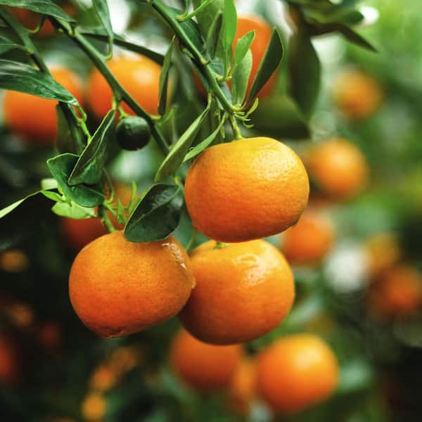 Alder & Oak 3 Gal. Mandarin Clementine Evergreen Semi Dwarf Tree
