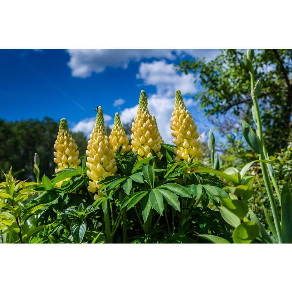 Bell Nursery 2 Gal Color Pot Lupines Yellow Live Perennial Plant 1 Pack Lupin2ylw1pk The