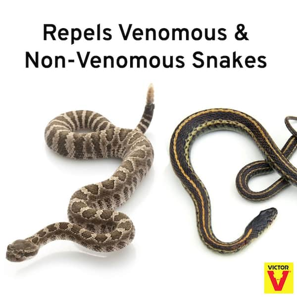 Snake vs Snake