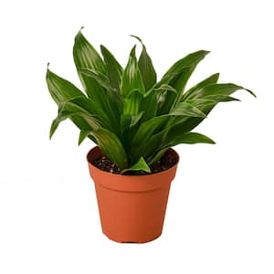 PPC INTERNATIONAL LLC Marginata Cane (Dracaena) Plant in 10 in. Grower Pot  10_DRACAENA_MARGINATA.CANE - The Home Depot