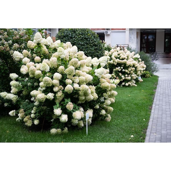 5 Gal. White Wedding Hydrangea – Elegant Hydrangea Shrub with Pure White Blooms and Upright Habit