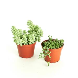 String of Pearls and Burrito Sedum Hanging in 4 in. Grow Pots, Hanging Succulents (2-Pack)