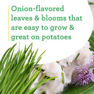 19 oz. Onion Chives Herb Plant (2-Pack)