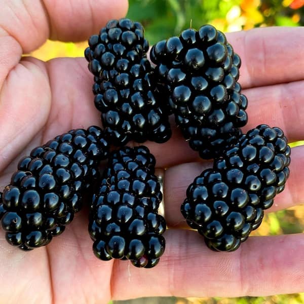 1 Gal. Arapaho Blackberry Bush in Grower's Pot, Large Berries Ripen During  Summer