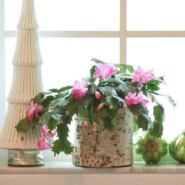 Costa Farms 6 In. Fresh Christmas Cactus Grower's Choice - Pink, Red Or White (Live 2-Pack) Co.6Zygo.3.Gold