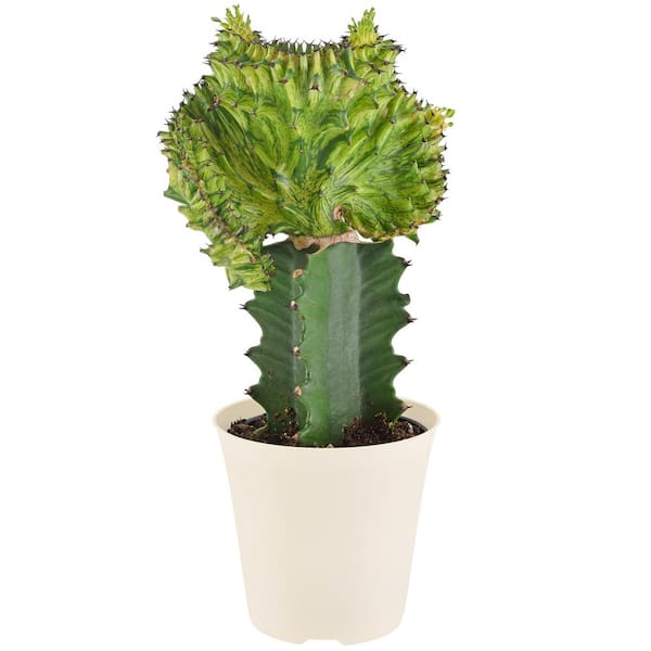 4 in. Green Marmaid Tail Coral Cactus Live Indoor Plant in Beige Plastic Pot Cover