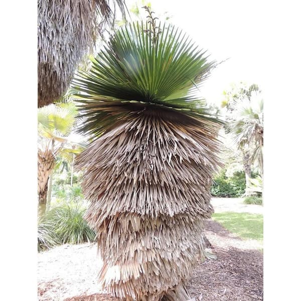 Wekiva Foliage Cuban Petticoat Palm-Live Plant in a 10 in. Growers Pot-Copernicia Macroglossa-Ornamental Palm Trees of Florida