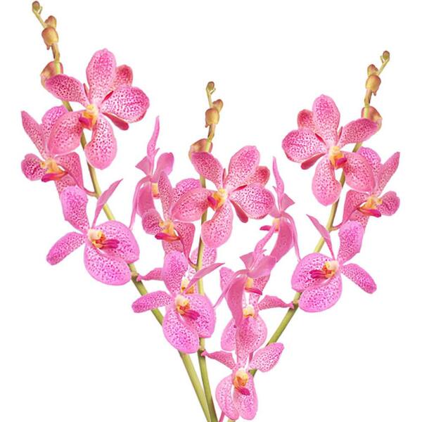 Globalrose 70 Pink Jubkuan Mokara Orchid Flowers Fresh Flower Delivery