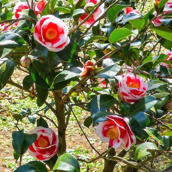 national PLANT NETWORK 3 gal. Camellia Japonica Sadaharu Oh Shrub