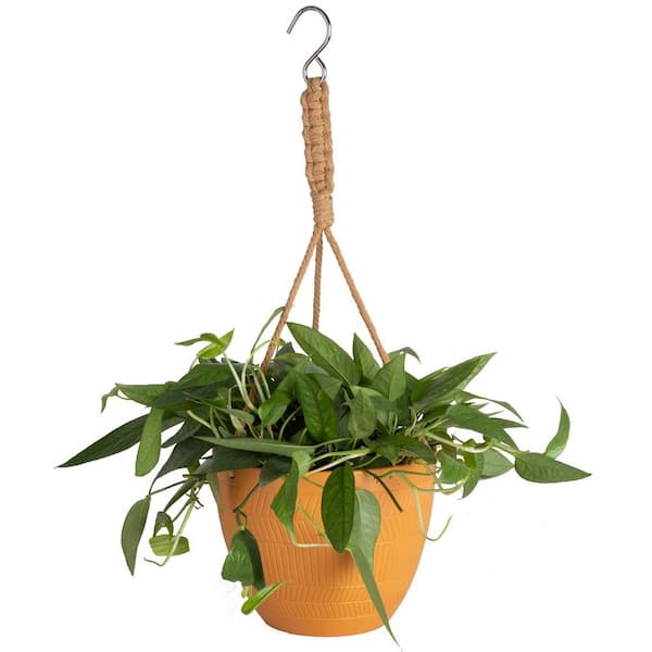 EXOTIC ANGEL 6.6 in. Angel Assortment No Ivy Plant in Ceramic HB