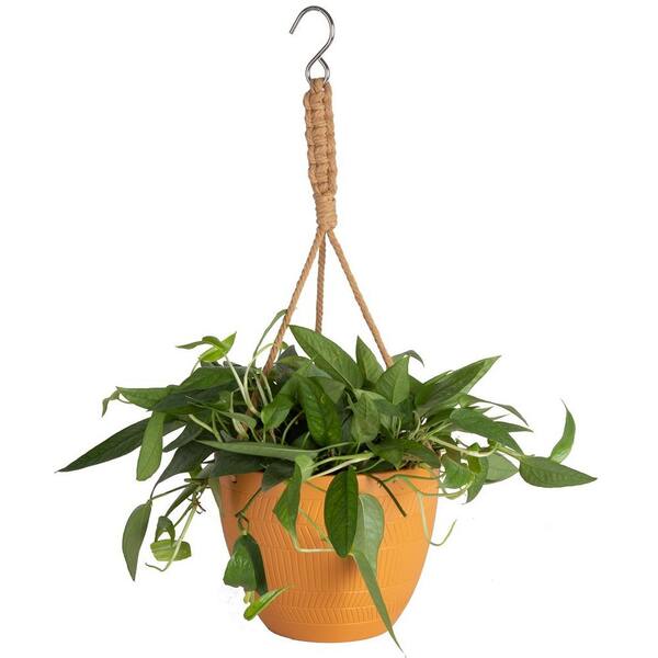 6.6 in. Angel Assortment No Ivy Plant in Ceramic HB CE66NOIVYCER