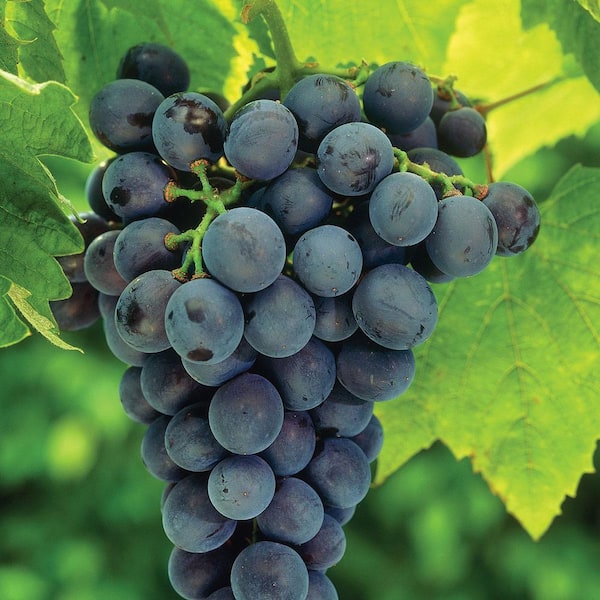 VAN ZYVERDEN Grapes Concord Blue Plants 83720 - The Home Depot
