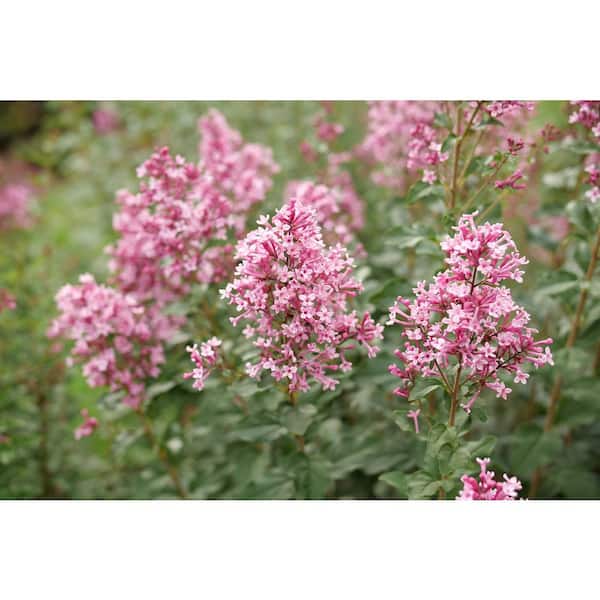 Proven Winners 4.5 in. qt. Boomerang Ballet Reblooming Lilac (Syringa) Live Flowering Shrub with Pink Flowers