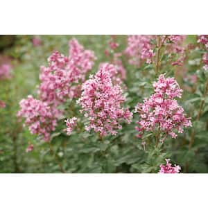 4.5" Qt. Bloomerang Ballet Reblooming Lilac (Syringa) Live Flowering Shrub with Pink Flowers