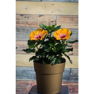 2 Gal. Hollywood Hustler Orange and Red Flower Annual Hibiscus Plant