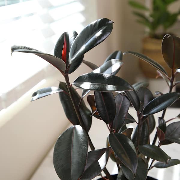 Altman Plants Ficus Burgundy Rubber Tree Indoor Houseplant in 8 in. Grower Pot