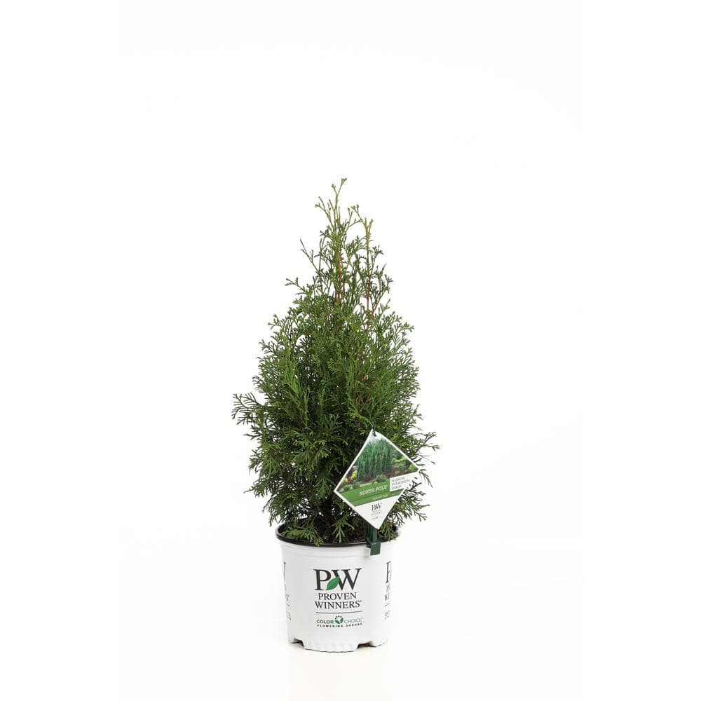 PROVEN WINNERS 1 Gal. North Pole Arborvitae (Thuja) Live Evergreen