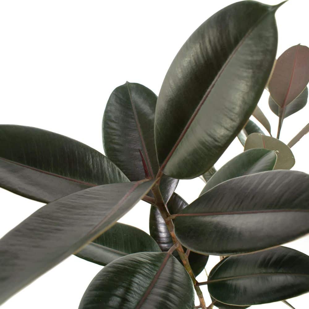 Large Black Ficus Burgundy Houseplant in Planter