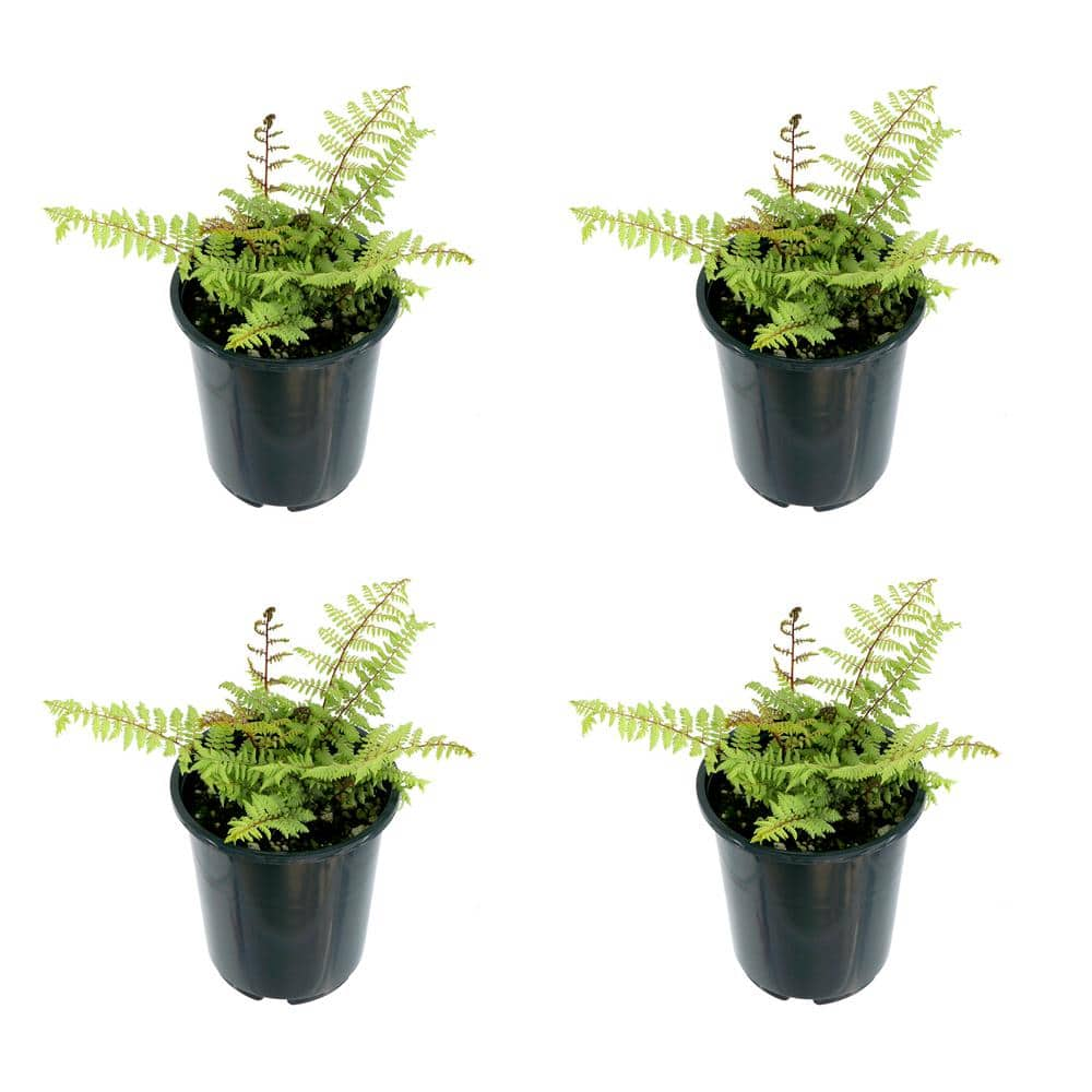 2.5 qt. Perennial Fern Athyrium Limelight (4-Pack) 2521 - The Home Depot