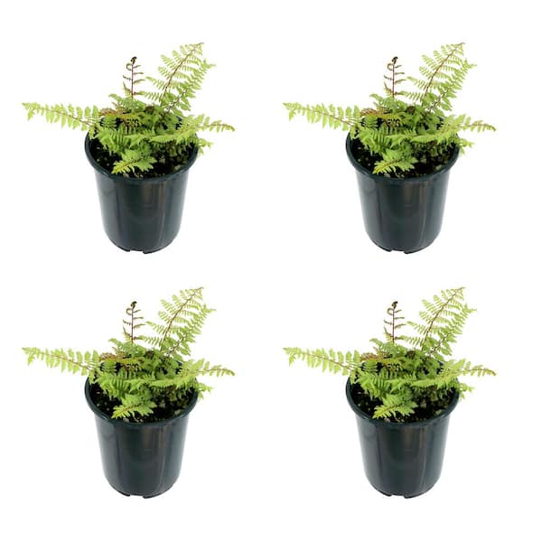 Unbranded 2.5 qt. Perennial Fern Athyrium Limelight (4-Pack)