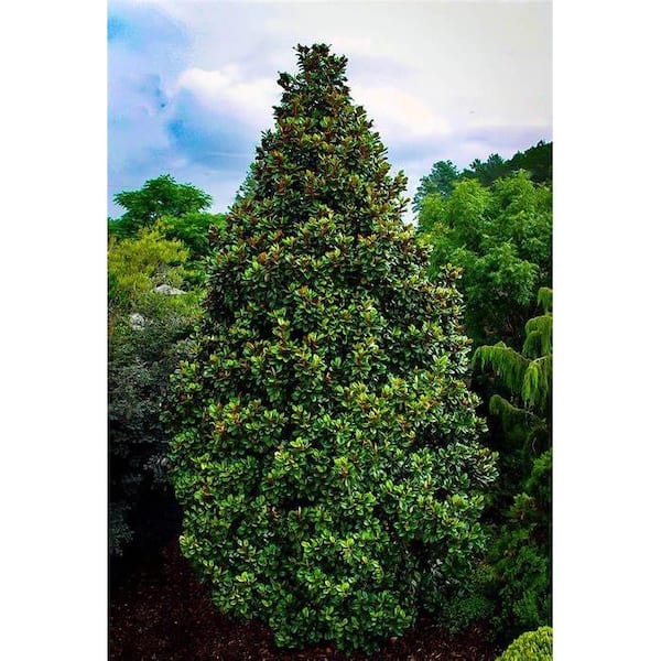 7 Gal. Teddy Bear Southern Magnolia Evergreen Tree