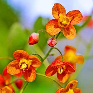 Orange Queen Epimedium Live Bareroot Perennial Plant Orange Flowers