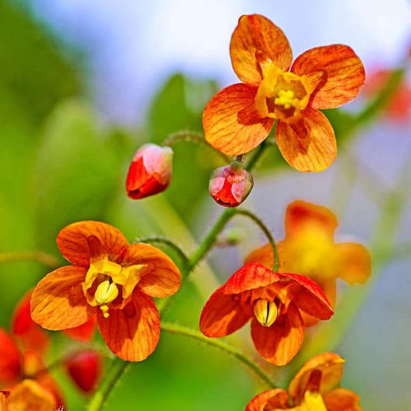 Spring Hill Nurseries Orange Queen Epimedium Live Bareroot Perennial Plant Orange Flowers