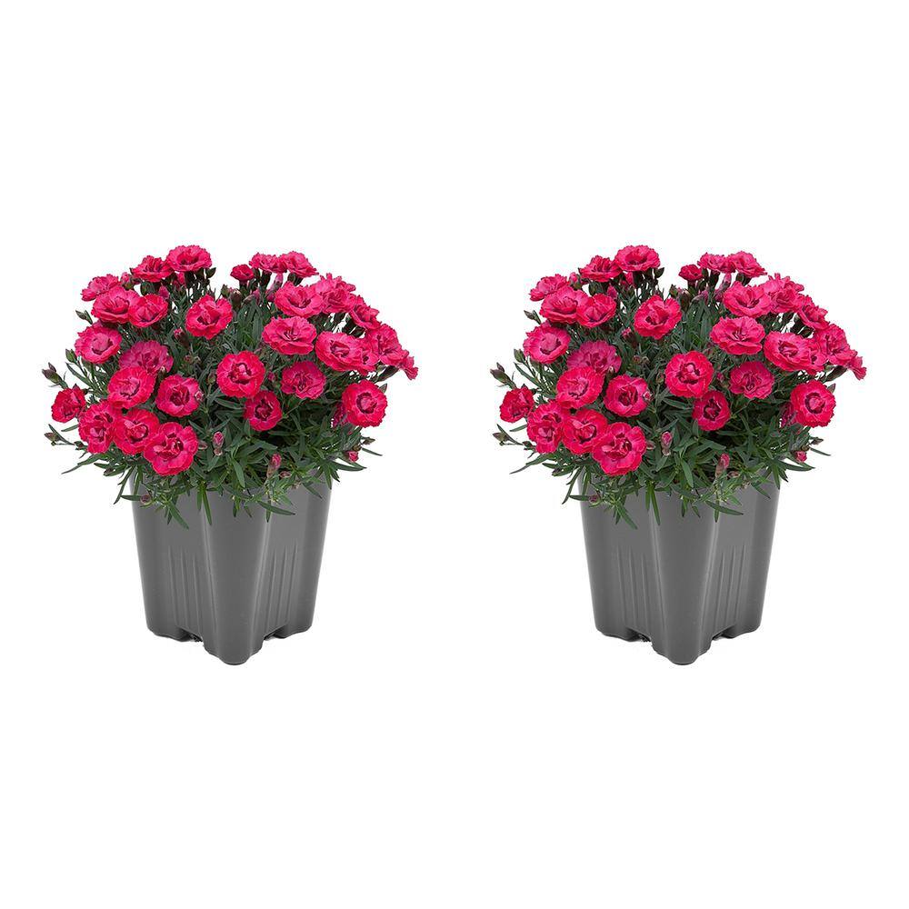 1.0 qt. Carnation Early Love Perennial Plant with Magenta Flowers - (2-Pack