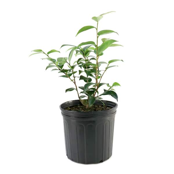 3 gal. Camellia Professor Sergeant Live Shrub