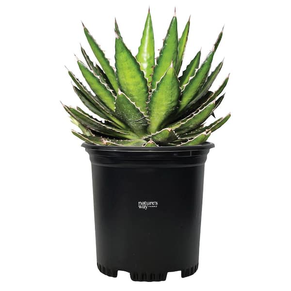 NATURE'S WAY FARMS Agave Quadricolor Live Outdoor Plant in Growers Pot Average Shipping Height 1-2 Ft. Tall