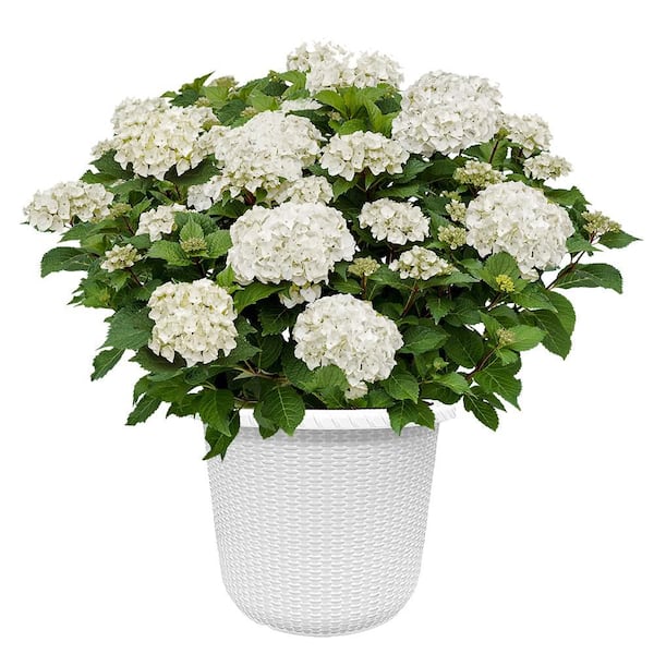 2 Gal. DreamCloud Hydrangea Shrub in Decorative Container