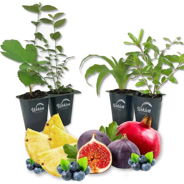 Wekiva Foliage Patio Fruit Plant Variety Starter Plants-Fig Tree, Blueberry, Pineapple, and Pomegranate-Grower's Choice (Pack-4)