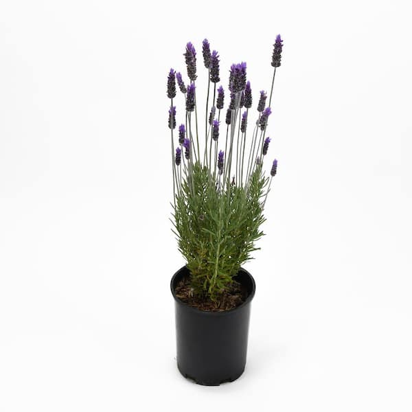 EVERDE GROWERS 2.5 qt. Lavandula French Plant