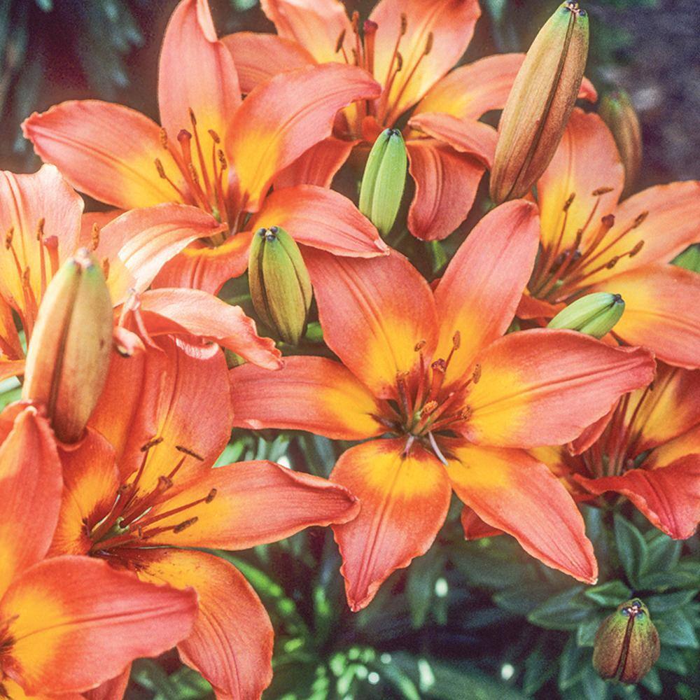 Vigoro 2 QT Lily Majestic Joy Perennial Plant 1007426954 The Home Depot vigoro-2-qt-lily-majestic-joy-perennial-plant-1007426954-the-home-depot