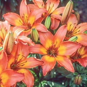 2 QT Lily 'Majestic Joy' Perennial Plant