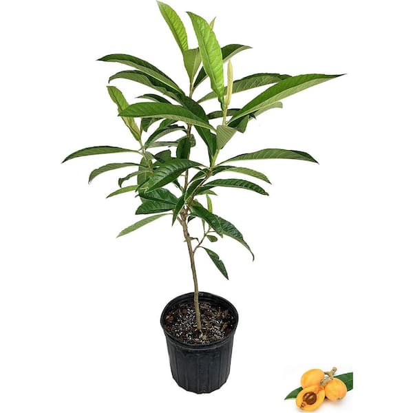 Loquat Tree-Japanese Plum-Live Fruit Tree in a 3 Gallon Pot-3 Feet Tall-Eriobotrya Japonica-Edible Fruit Tree