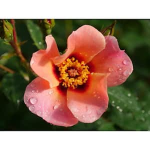 1 Gal. Ringo All-Star Rose (Rosa) Live Plant Shrub Multi-Color