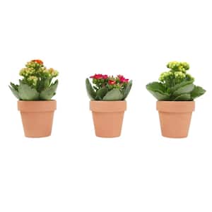 3-Pack 2.5 in. Kalanchoe Bloss Live Succulents in Assorted Colors with Terra Cotta Pots