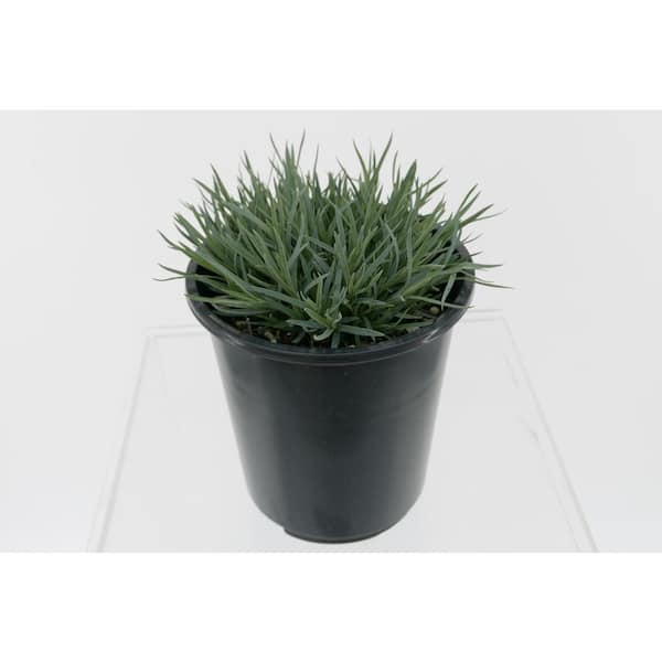 2.5 qt. Dianthus Neon Star Perennial (4-Pack)