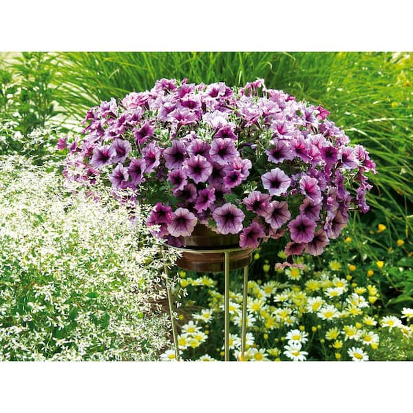 PROVEN WINNERS 4.25 in. Eco+Grande Supertunia Bordeaux (Petunia