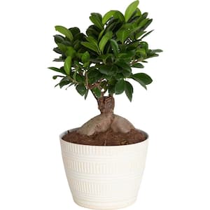 Ficus Bonsai Indoor Plant in 6 in. White Pot, Average Shipping Height 1-2 ft. Tall